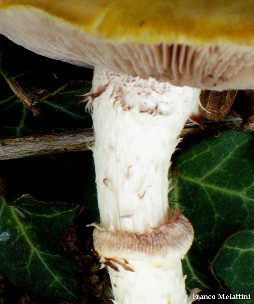 Stropharia coronilla